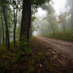 A forest in the Ozarks