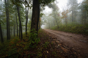 A forest in the Ozarks