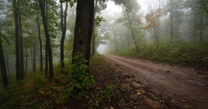 A forest in the Ozarks